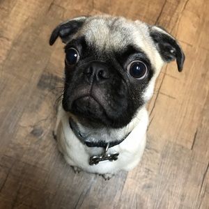 Meet your Posher, Clara